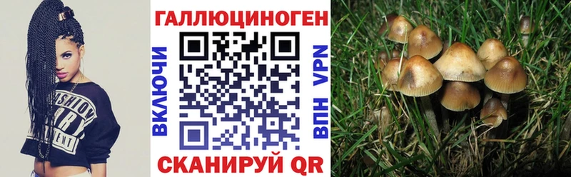 как найти наркотики  Зубцов  Галлюциногенные грибы Psilocybine cubensis 
